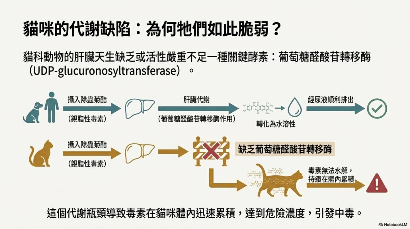 潛伏家中的隱形殺手：除蟲菊對貓的致命毒性圖卡 4
