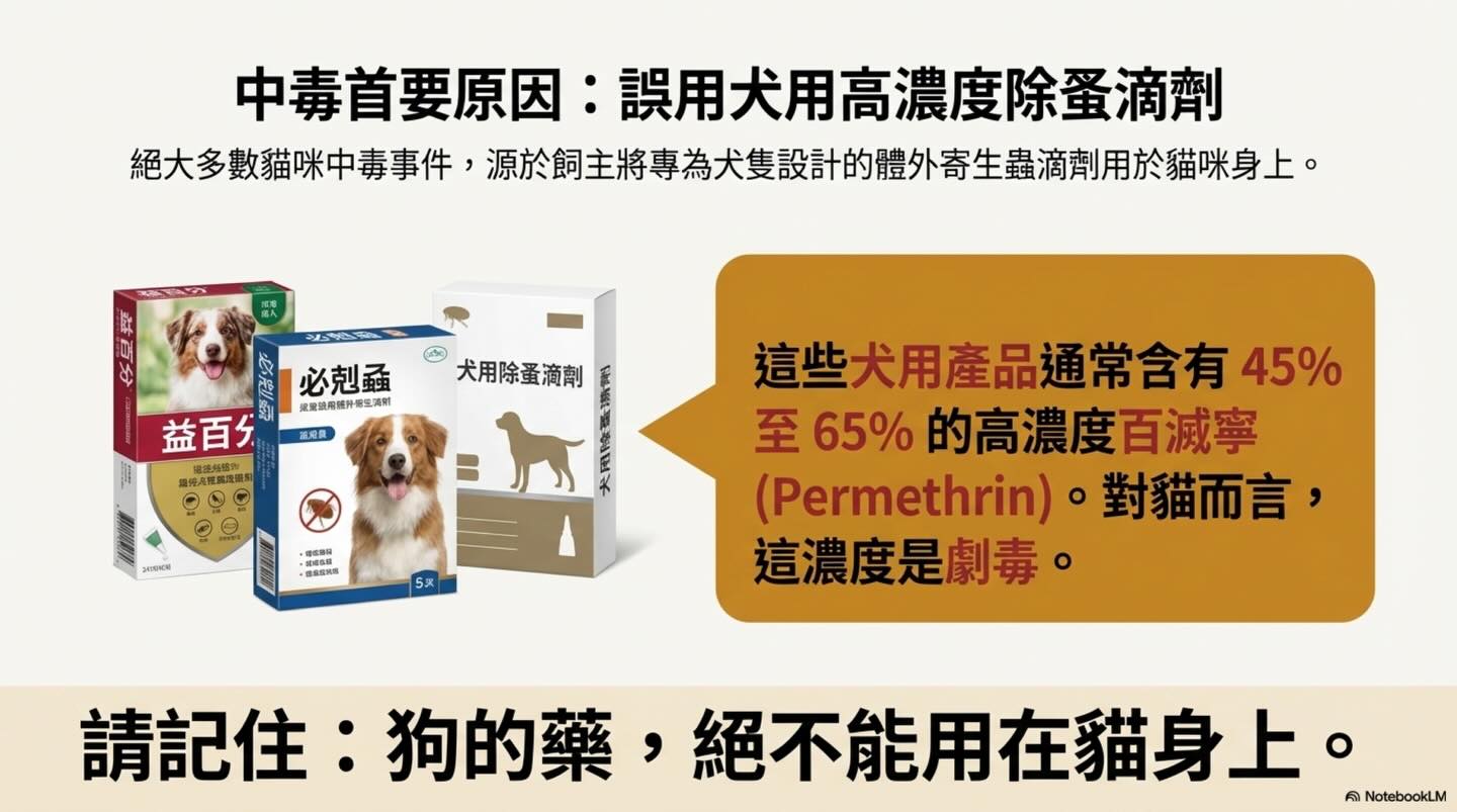 潛伏家中的隱形殺手：除蟲菊對貓的致命毒性圖卡 6