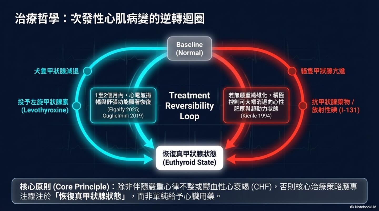 甲狀腺疾病之於心血管系統的雙面效應圖卡 10