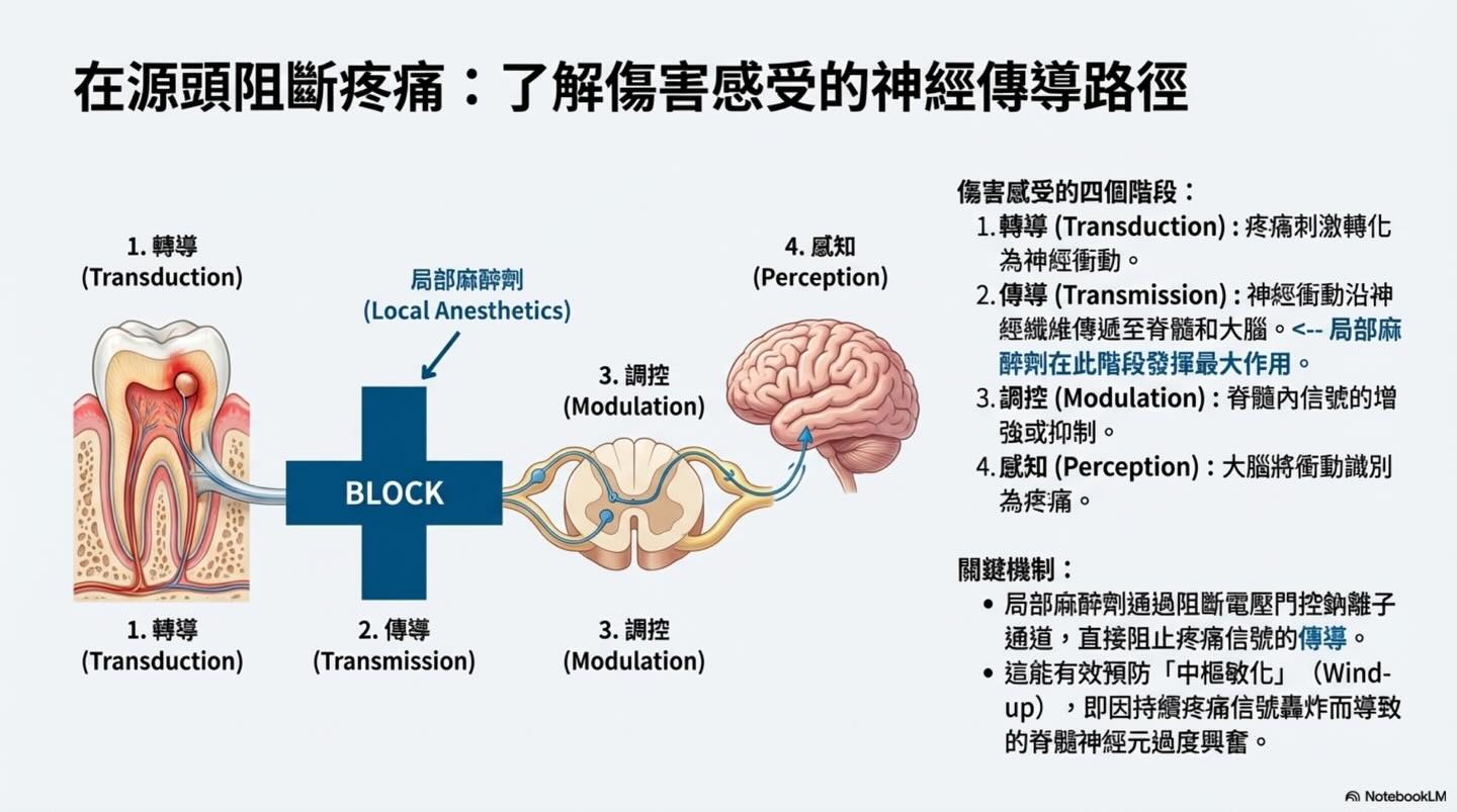 提升護理標準：獸醫牙科局部麻醉的實踐與安全圖卡 5