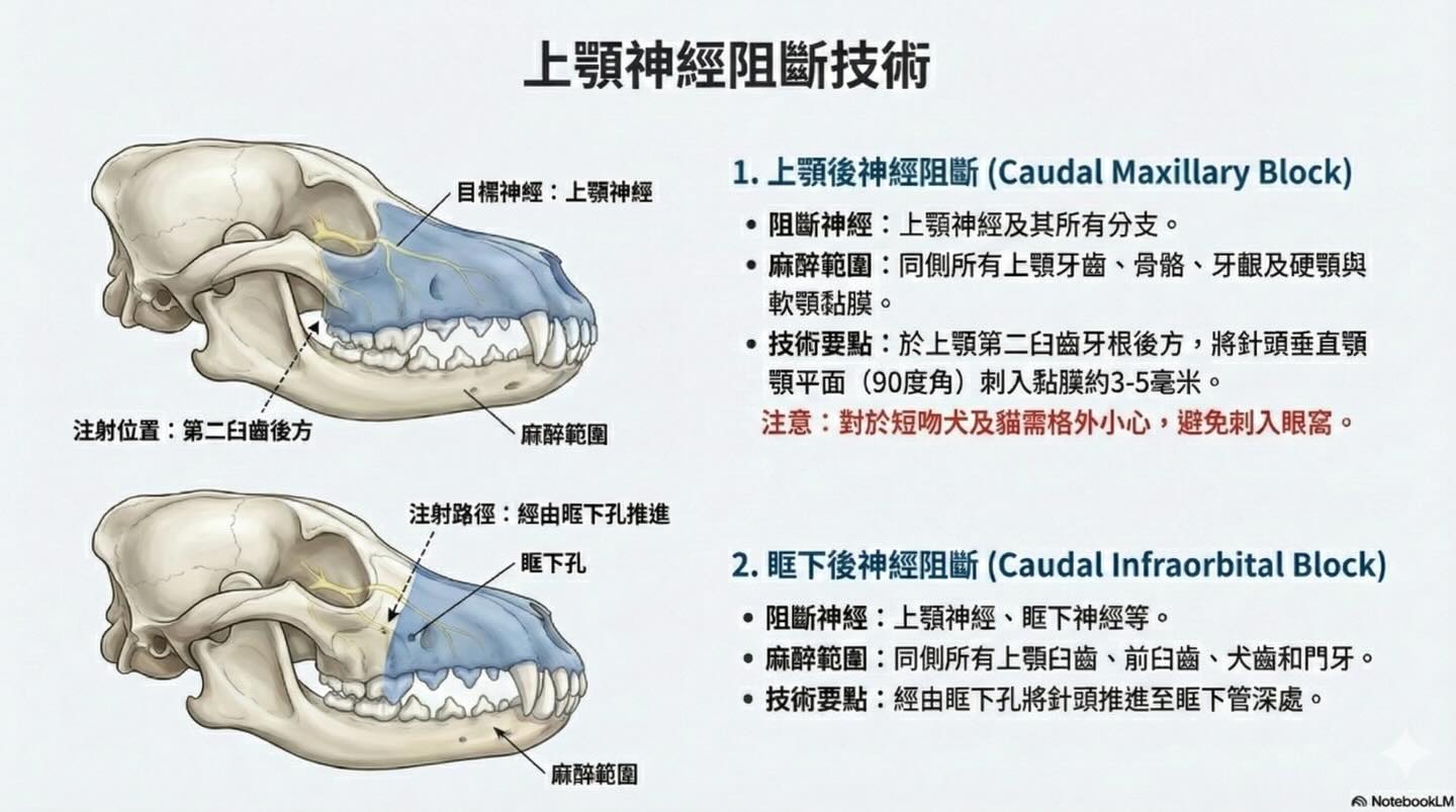 提升護理標準：獸醫牙科局部麻醉的實踐與安全圖卡 7