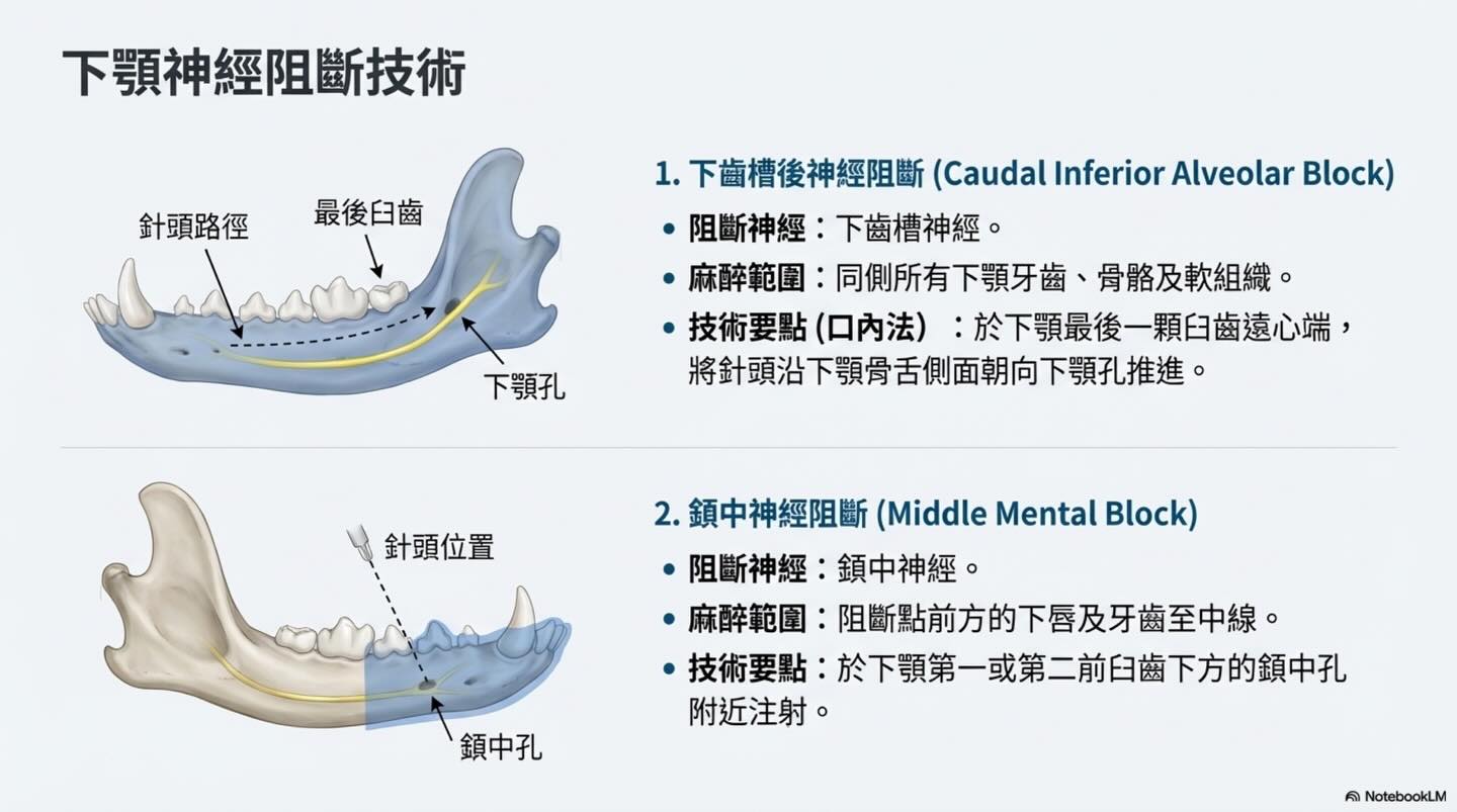提升護理標準：獸醫牙科局部麻醉的實踐與安全圖卡 8