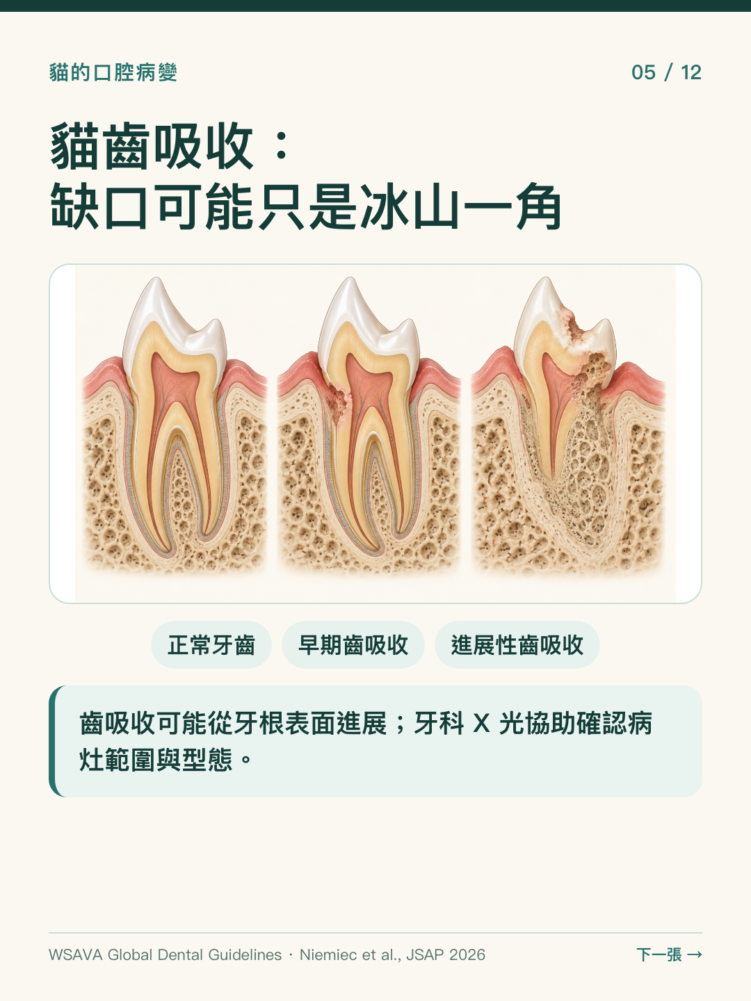 比較正常貓牙、早期與進展性齒吸收剖面，說明牙科 X 光對評估病灶的作用。