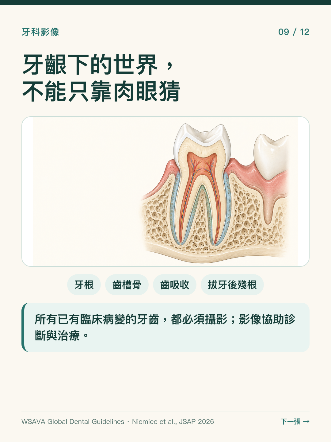 牙科影像有助於評估牙根、齒槽骨、齒吸收及拔牙後殘根等肉眼無法完整判斷的情況。