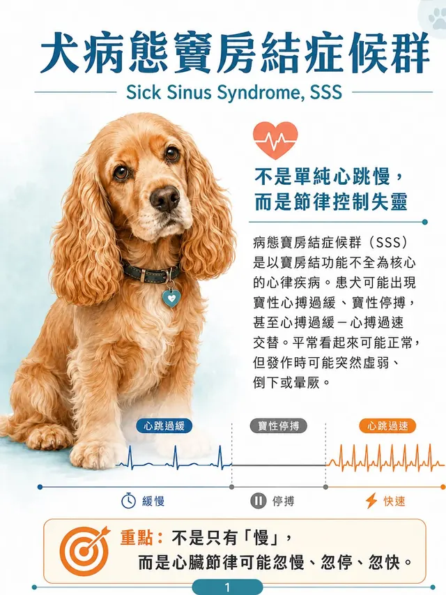 手機圖卡集合封面：犬病態竇房結症候群（SSS）