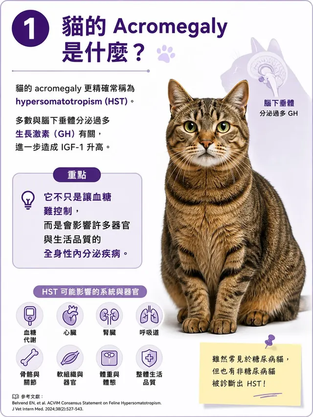 手機圖卡集合封面：貓的 Acromegaly 是什麼？