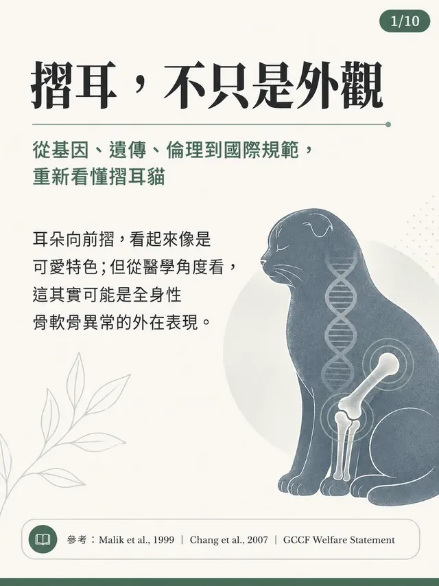 手機圖卡集合封面：摺耳，不只是外觀