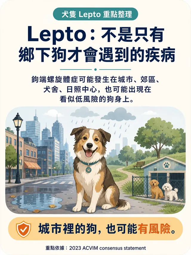 手機圖卡集合封面：Lepto：不是只有鄉下狗才會遇到的疾病