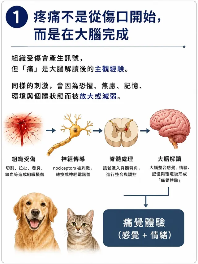 手機圖卡集合封面：疼痛不是從傷口開始，而是在大腦完成