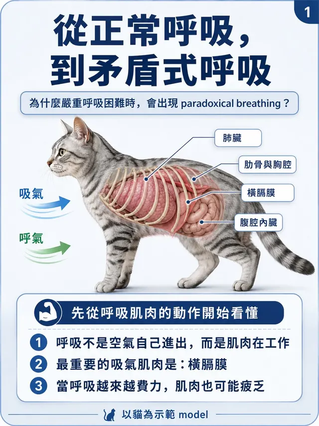 手機圖卡集合封面：從正常呼吸，到矛盾式呼吸