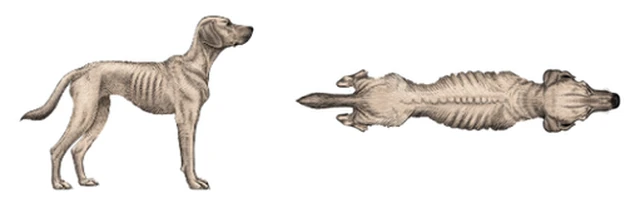 狗 BCS 1:非常瘦