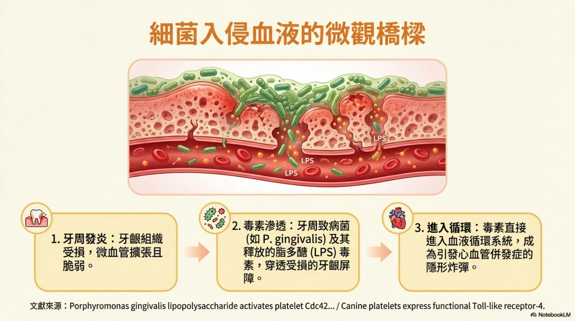 牙齒健康與心臟安全第 3 頁：牙周細菌進入血液的途徑