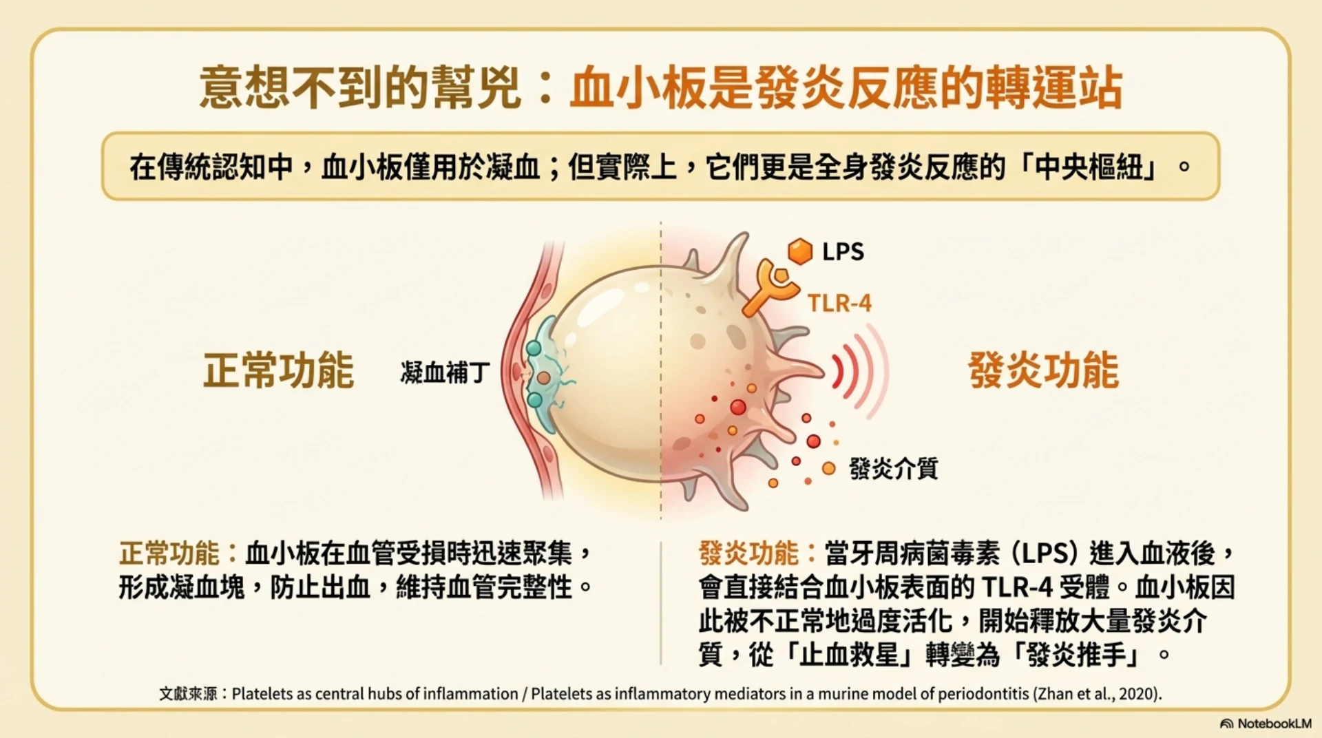 牙齒健康與心臟安全第 4 頁：血小板在發炎反應中的角色