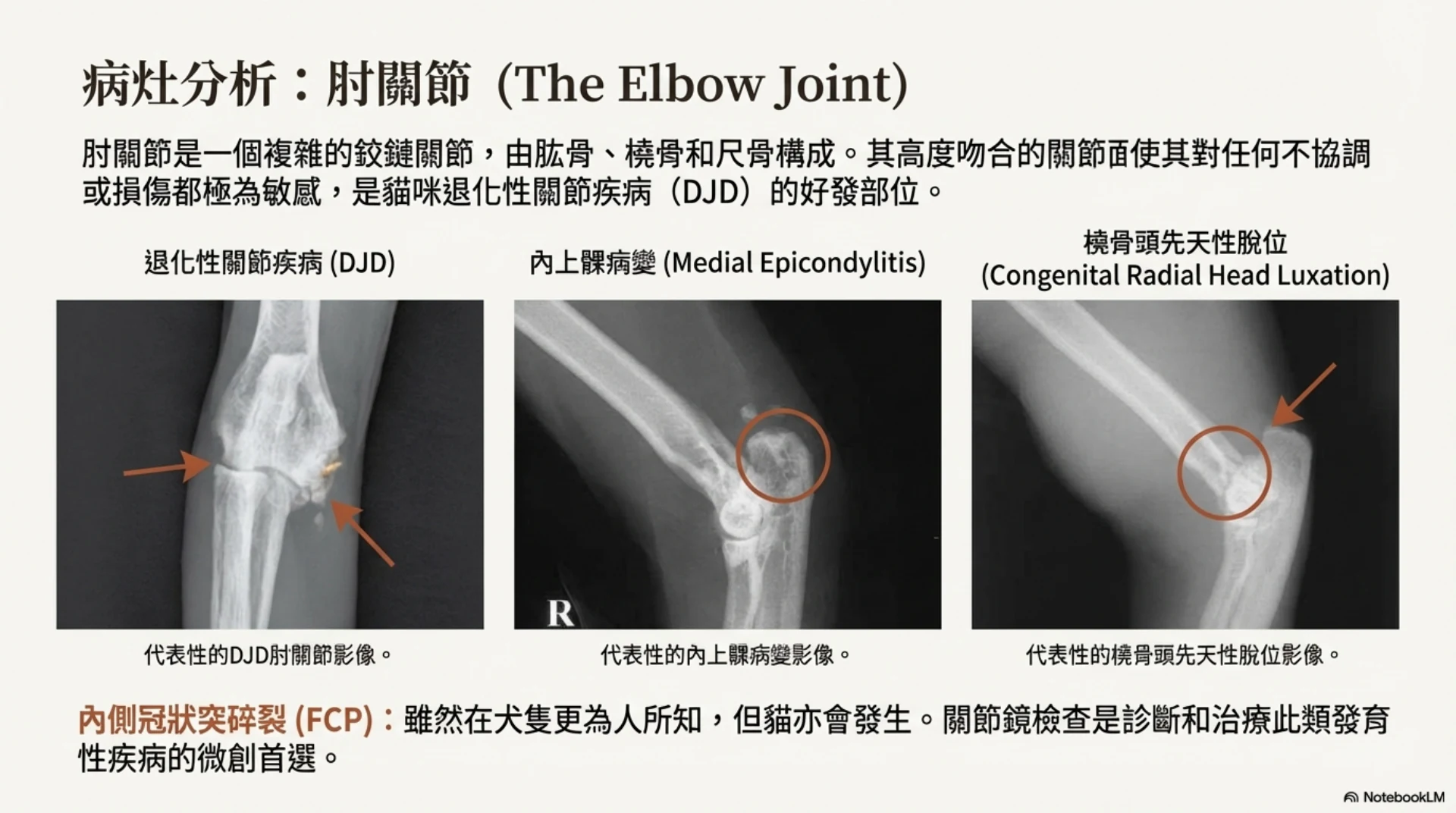 貓咪前肢疼痛與臨床觀察第 7 頁：肘關節病灶