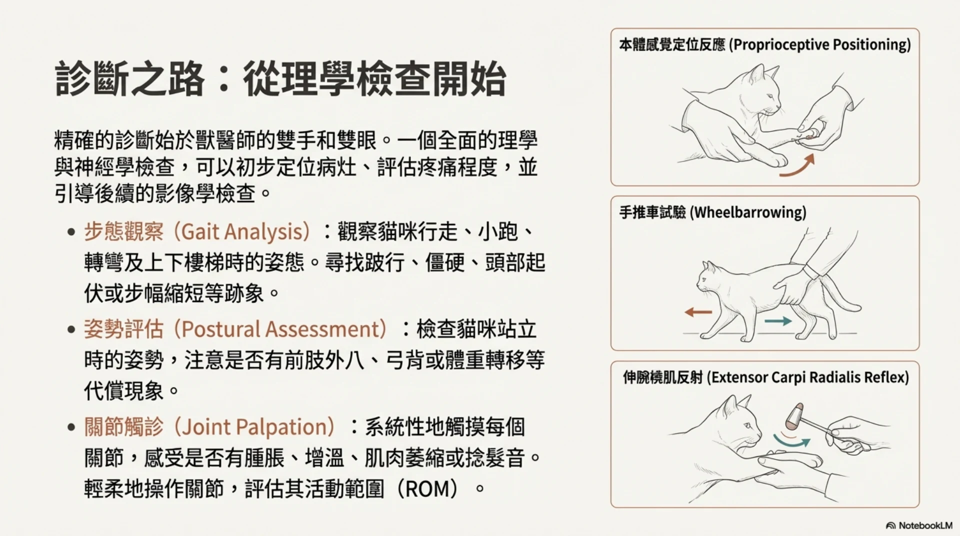 貓咪前肢疼痛與臨床觀察第 9 頁：理學檢查